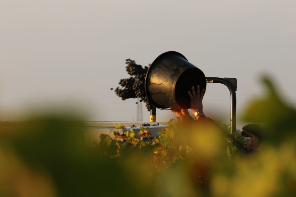 Vignes vendanges Domaine Gilles ROBIN