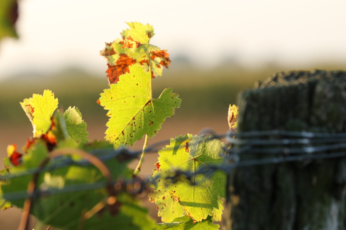 Vignes Domaine Gilles ROBIN