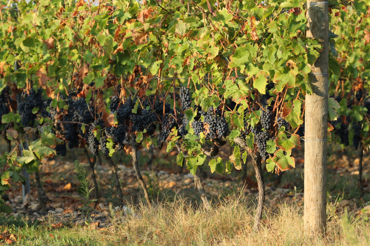 Syrah - Domaine Gilles ROBIN