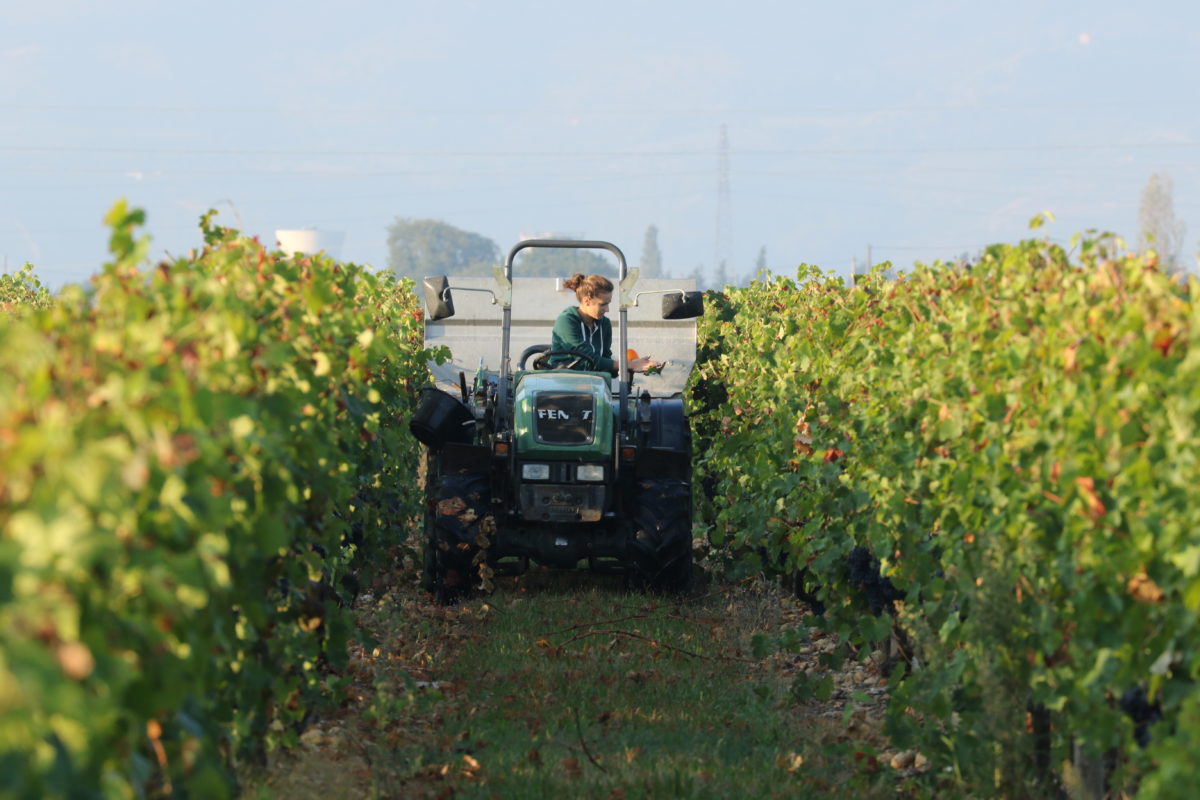 Syrah - Domaine Gilles ROBIN