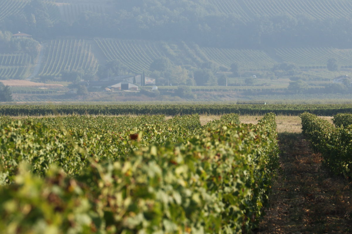 Syrah - Domaine Gilles ROBIN