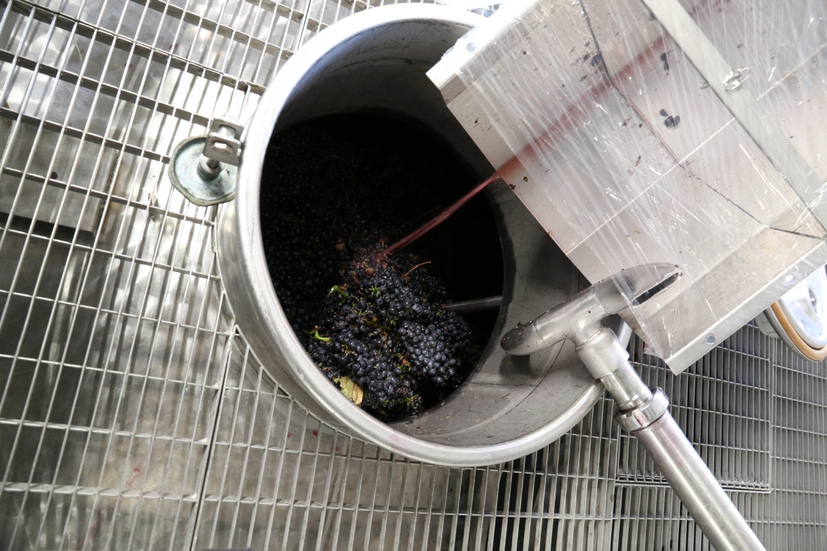 Grappe raisin - Gilles Robin