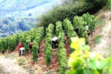 Vignes Domaine Gilles ROBIN