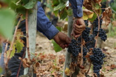 Vignes vendanges Domaine Gilles ROBIN