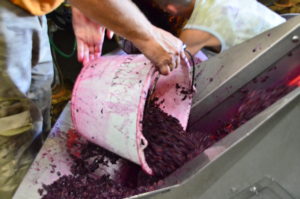 décuvage - Domaine Gilles ROBIN