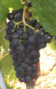 VENDANGES gilles robin